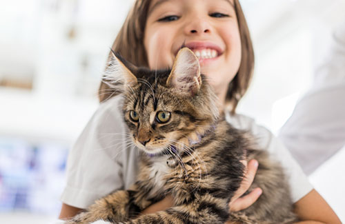 論貓奴的自我修養:正確吸貓指南,教你博得主子歡心