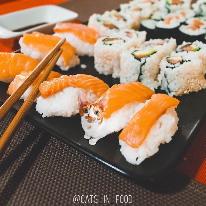 妙趣擋不住！把你最愛的貓P進(jìn)你最愛的美食（組圖）