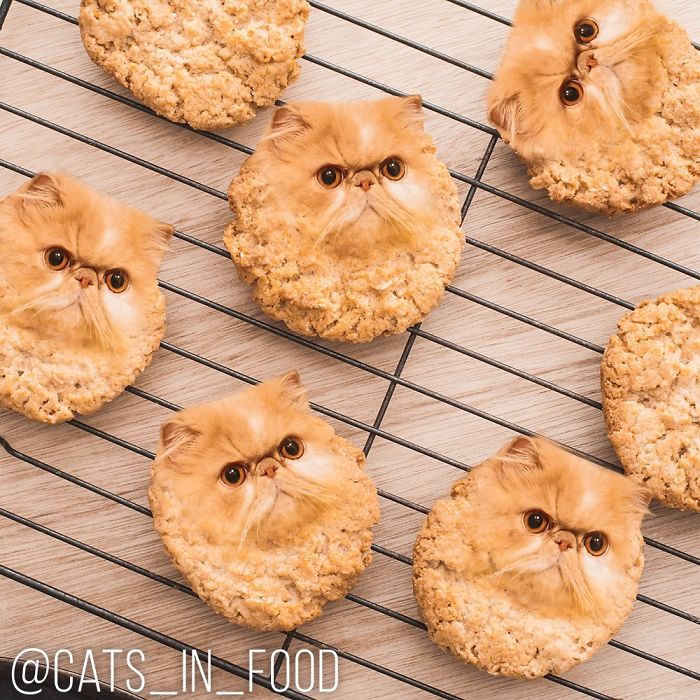 妙趣擋不住！把你最愛的貓P進你最愛的美食（組圖）