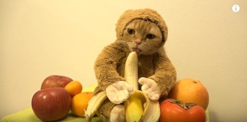 “完美香蕉”應該幾分熟？網友為此展開了一場辯論