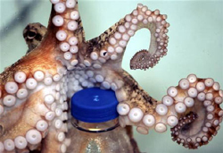 研究：章魚復雜的愛情生活