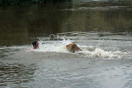 Swimming with a lion