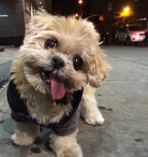 2014萌萌噠！網(wǎng)絡(luò)最紅寵物年度盤點(diǎn)