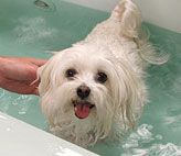 A revolutionary pet SPA!