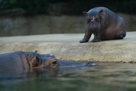 Hippo cub Paula debuts in Berlin