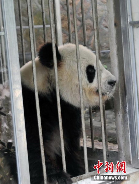 Cute pandas rolling over in new home