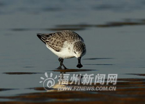 Fuzhou spearheads rare bird protection