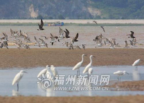 Fuzhou spearheads rare bird protection