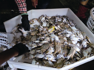 Three-eyed crabs hit Pingtan market at low price