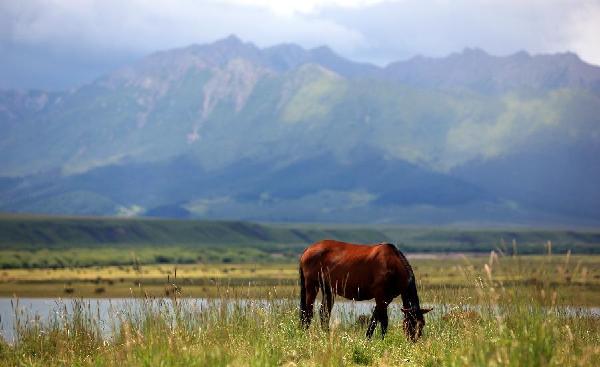 Horses graze at Shandan Horse Ranch in Gansu