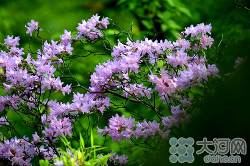 Nanyang reserve granted Forest Oxygen Bar distinction