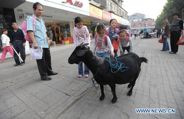Unusual pet, a black goat!