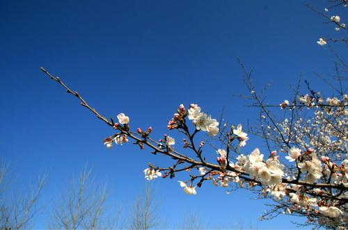 Cherry blossoms in full bloom in NETDA