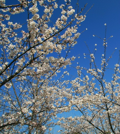 Cherry blossoms in full bloom in NETDA