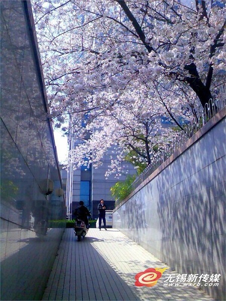 Cherry blossom viewing destinations in Wuxi