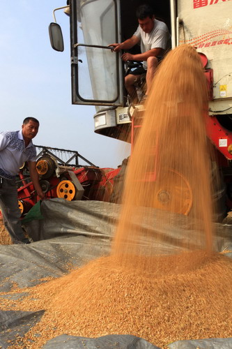 Busy harvest before coming rainfall