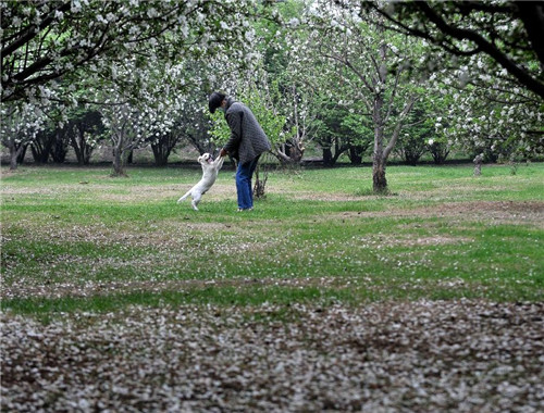 Flowers bloom along the Fenhe River
