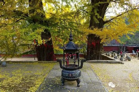 Local photographers capture the beauty of autumn in Tai'an