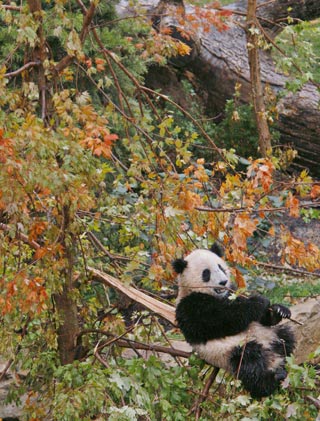 Giant panda cub Tai Shan sits in a tree during the opening of the Giant Panda Habitat and Asia Trail at the National Zoo in Washington, October 17, 2006. [Reuters]
