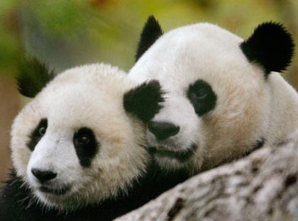 Giant panda cub Tai Shan (L) and his mother Mei Xiang play during the opening of the Giant Panda Habitat and Asia Trail at the National Zoo in Washington, October 17, 2006. [Reuters]