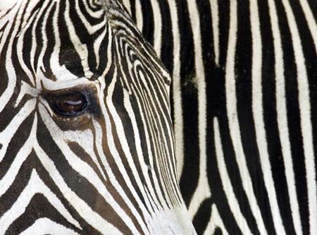A zebra is pictured at Frankfurt Zoo, central Germany, June 30, 2006. 