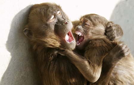 Two geladas, Theropithecus gelada, engage in a fight in an outdoor pen at the Zurich zoo December 20, 2006. Gelada baboons which inhabit mountain grasslands in Ethiopia are categorised as being at a lower risk of extinction by the World Conservationist Union's (IUCN) Red List, which lists threatened species. 
