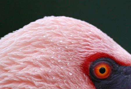 A Lesser Flamingo, or phoenicopterus minor, is seen at the Santillana del Mar Zoo, in northern Spain, December 8, 2006.