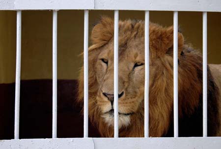A rare Abyssinian lion sits in his cage at a the Lion Zoo in Addis Ababa, November 23, 2006. Keepers at the zoo admitted that cubs are regularly being poisoned and sold to taxidermists because they do not have the money or space to look after them. 