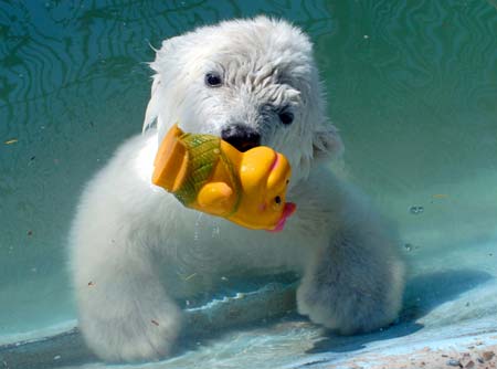 A four-month-old polar bear cub plays in a pool in the zoo in the Siberian city of Krasnoyarsk June 19, 2006. The weak and hungry orphaned cub was delivered in May from a scientific polar station on Wrangel Island in the Arctic Ocean to the zoo, where it is recovering.