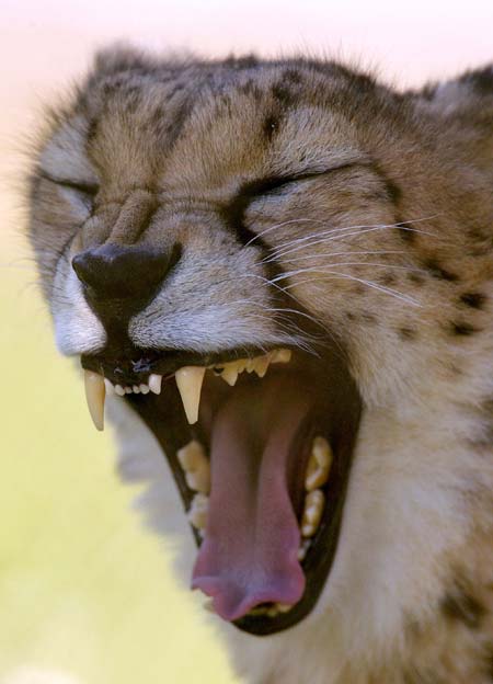A cheetah yawns at the Moscow city Zoo July 20, 2006.