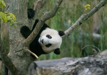 Giant panda cub Tai Shan hangs from a tree during the opening of the Giant Panda Habitat and Asia Trail at the National Zoo in Washington, October 17, 2006.