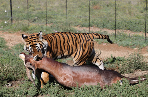 South China tigers back to the wild in South Africa 