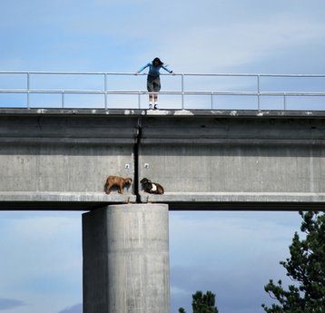 Goats rescued off railroad bridge