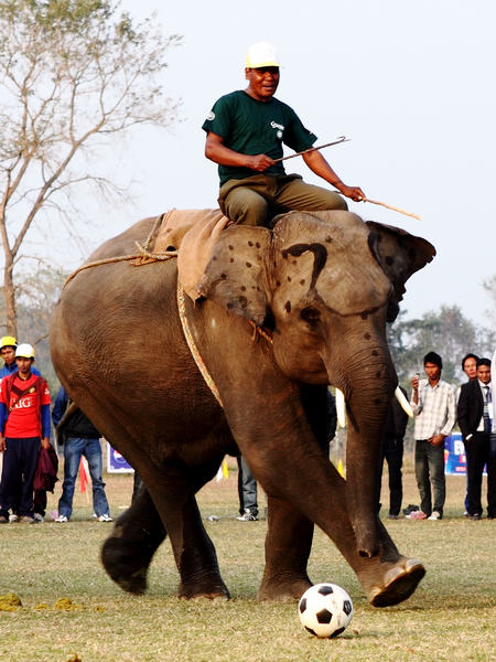 Elephant football a big draw in Nepal