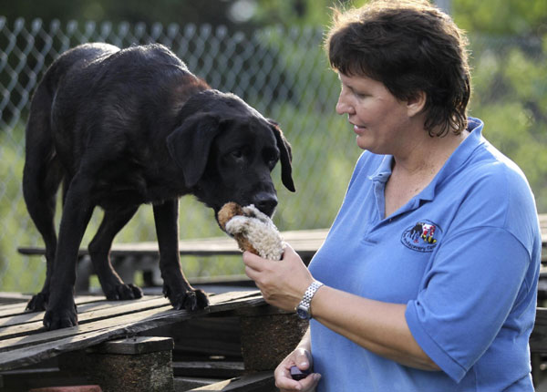 Red, a 12-year-old Labrador who is retired as an active search dog, is rewarded by her handler and owner Heather Roche of Bay Area Recovery Canines after a training exercise in Pumphrey, Maryland, August 18, 2011. Retired dog of 9/11 keen on search cause