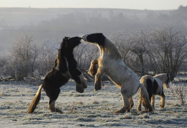 Weekly Animal Photos (1.9 -16)