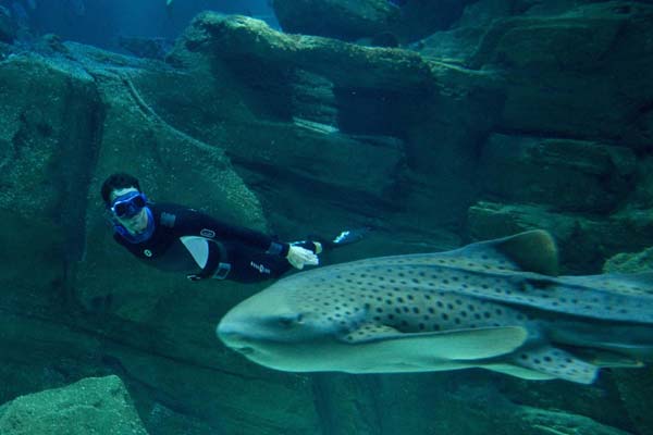 Diving champion swims with sharks