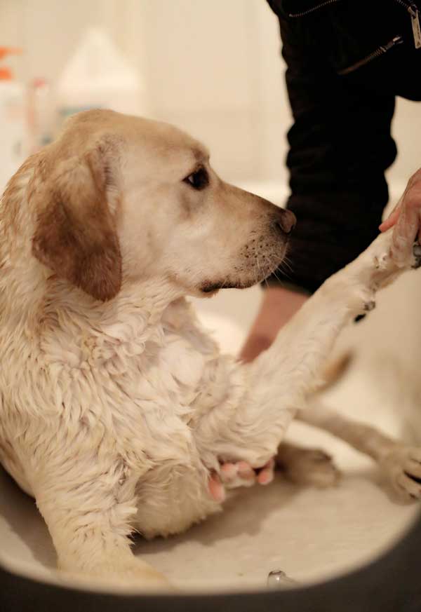 Guide dogs trained in NE China