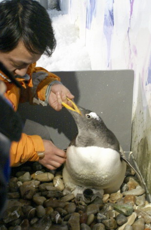 Baby penguin born in Snow City