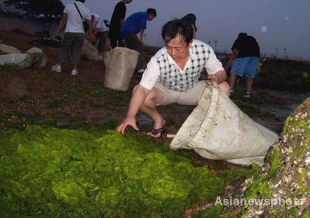 Cleaning up beaches covered in algae