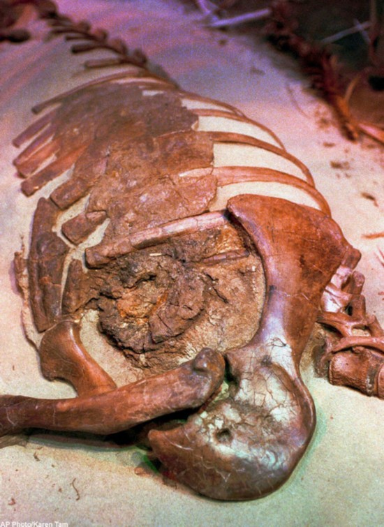 恐龍嬰兒震驚世界！盤點史上獨特的恐龍化石