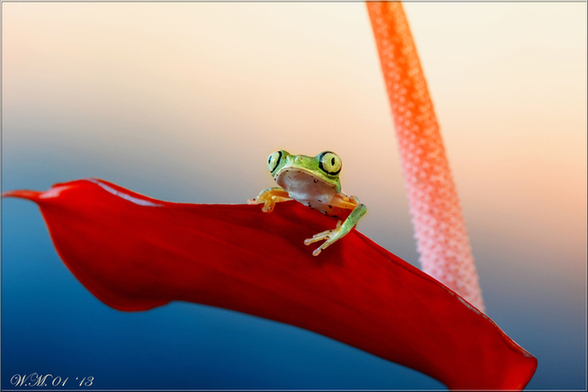 攝影師拍雨林樹蛙賣萌：眼睛通紅色彩斑斕