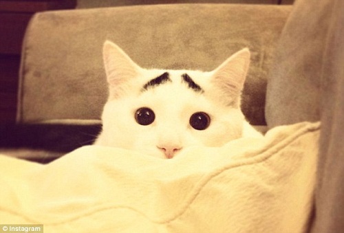 貓咪天生長八字眉 長相搞笑走紅網絡(組圖)