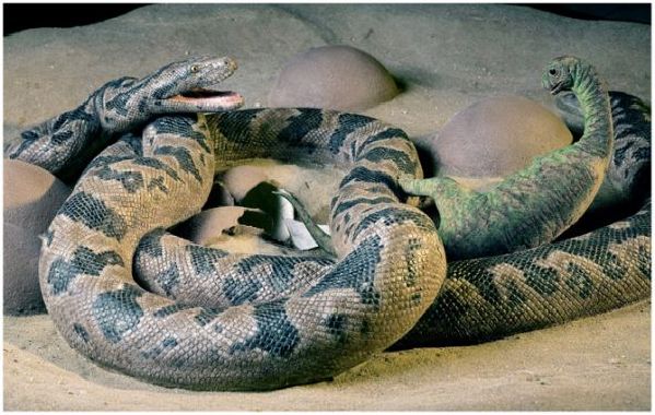 盤點全球八大珍貴化石：被壓扁的侏羅紀蜘蛛化石