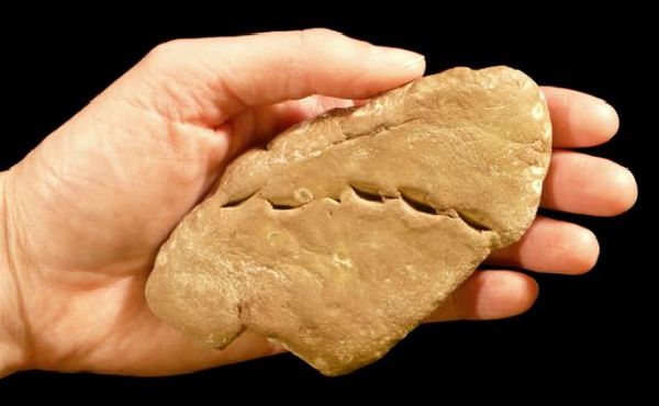 盤點全球八大珍貴化石：被壓扁的侏羅紀蜘蛛化石