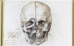 達芬奇共解剖30多具尸體 所作人體解剖圖生動清晰