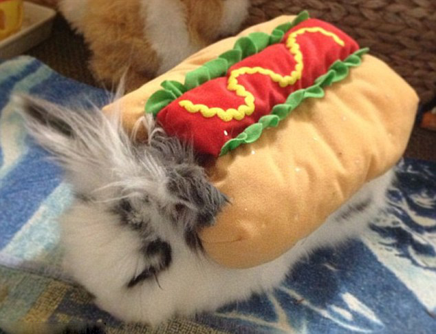 網上爆紅的超萌兔子兄弟(組圖)