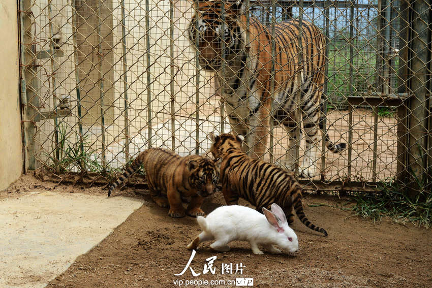 動物園內幼年獅虎豹不敵大白兔 紛紛被嚇住