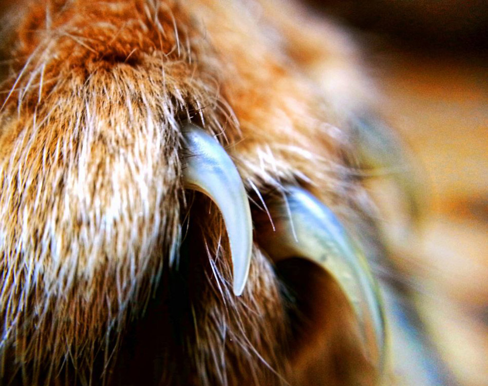 國際貓主題攝影比賽貓咪各秀風采