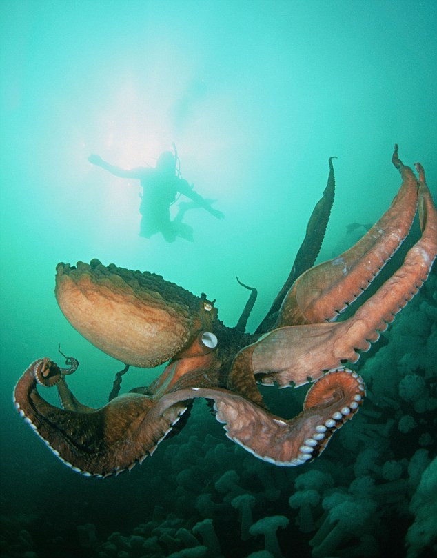 化石證據(jù)顯示巨型挪威海怪確曾存在(組圖)